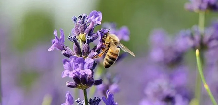 Medovite rastline: čebele jih obožujejo